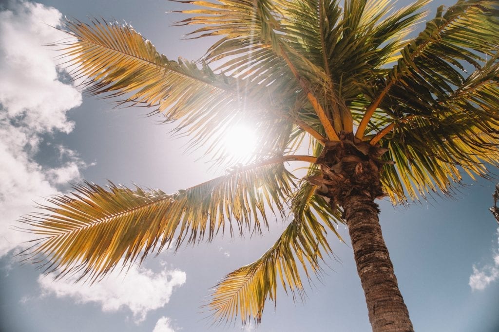 Sun shining through palm tree